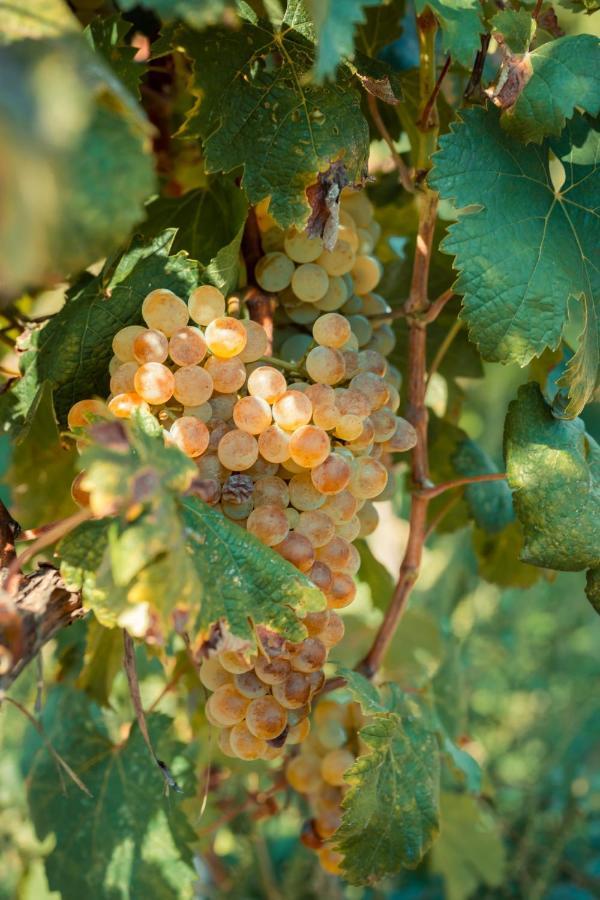 Chateau Artwine Art'ana エクステリア 写真